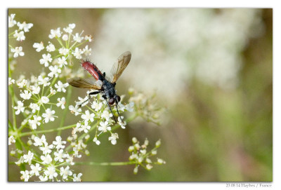 Cylindromyia bicolor 230814-04 kopie.jpg