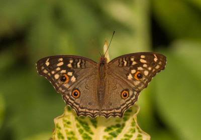 ADH_0473  Junonia lemonias.jpg