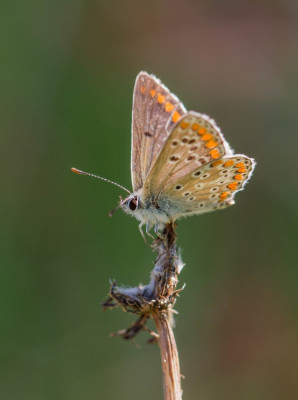 ADH_4669  Vlinders in Nederland.jpg