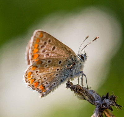 ADH_4676  Butterflies Universal Sharing.jpg