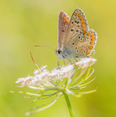 ADH_4683  Butterflying Around the World,  Vlinders.jpg
