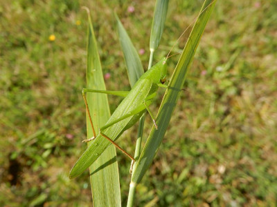 Grote spitskop1.jpg