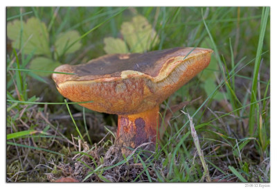 Netstelige heksenboleet 230812-02 kopie.jpg