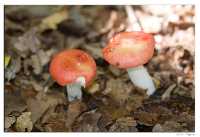 Braakrussula-Grootsporige-Kleinsporige braakrussula 230811-01 kopie.jpg