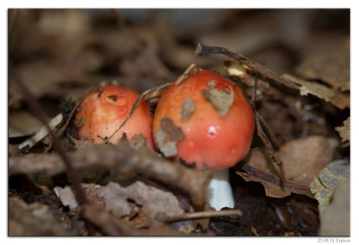 Braakrussula-Grootsporige-Kleinsporige braakrussula 230811-03 kopie.jpg