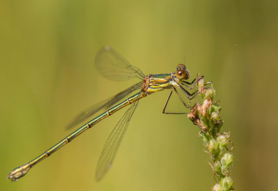 ADH_4995 Odonata.jpg