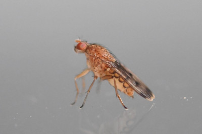 Suillia variegata