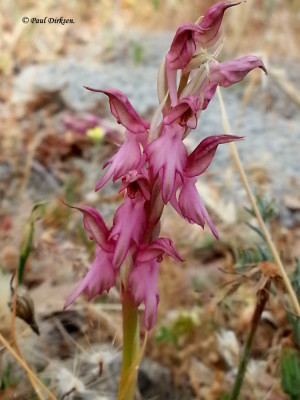 heilige orchis..jpg