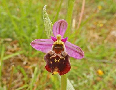 hommel.jpg