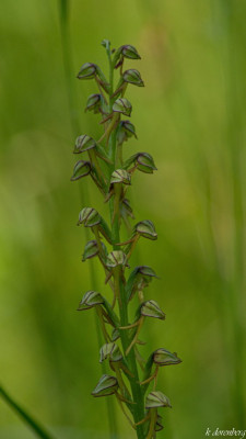Popenorchis