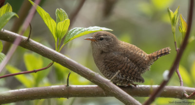 Winterkoninkje   Onderste Caumer Heerlen   April 2021