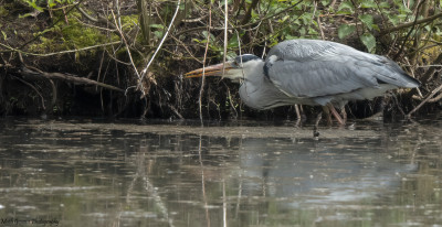 Blauwe reiger met vangst  Onderste Caumer Heerlen  18 april 2021