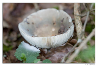Berijpte russula 230829-06 kopie.jpg