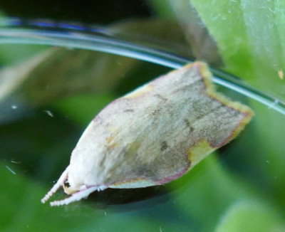P1100329 kopie.JPG
