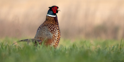 Fazant(Common Pheasant)    Heerlerbaan  21 april 2021.