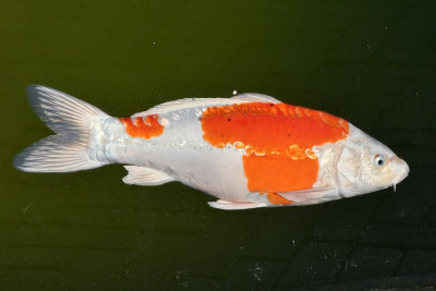 Koi