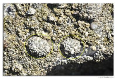 Gewone schaalhoren 230907-001 kopie.jpg