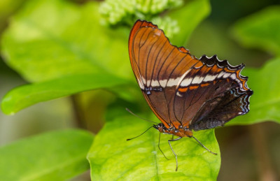 ADH_2149 Butterfly, Bee & Dragonfly.jpg