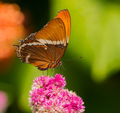 ADH_4501,  Butterflying Around the World,  Butterflies Universal Sharing.jpg