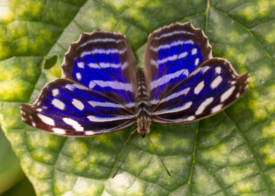 ADH_4453  Butterflying Around the World,  Butterfly, Bee & Dragonfly,  Butterflies Universal Sharing.jpg