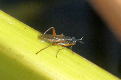 Zwarte langsprietslakvlieg