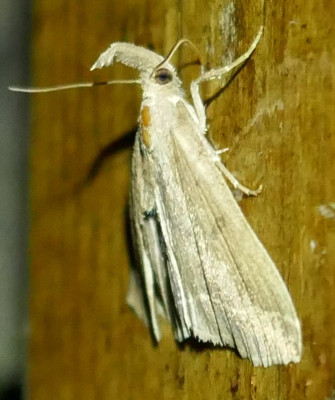 P1100520 kopie.JPG