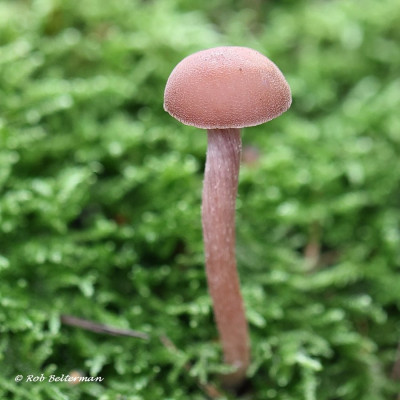 TweekleurigeFopzwam-011606.JPG