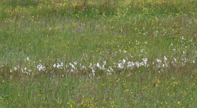 IMG_8220-2 Veenpluis of Wollegras.JPG