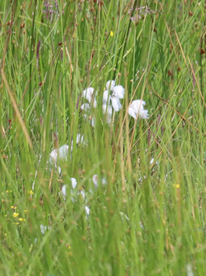 IMG_8235-2 Wollegras of Veenpluis.JPG