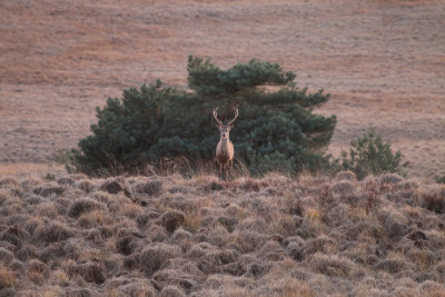 Canon EOS 70D 5472x3648_344788-2 Edelhert Veluwe.jpg