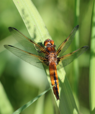 IMG_8508-2 Bruine korenbout (Libellula fulva) vrouw.jpg