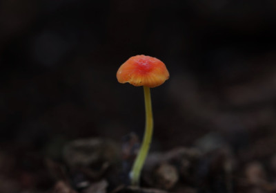 Oranje dwergmycena.JPG