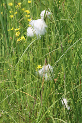 IMG_8278-2 Veenpluis of Wollegras.JPG