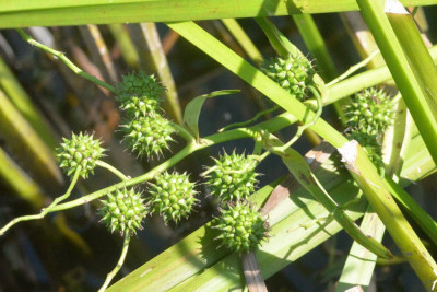 Grote egelskop