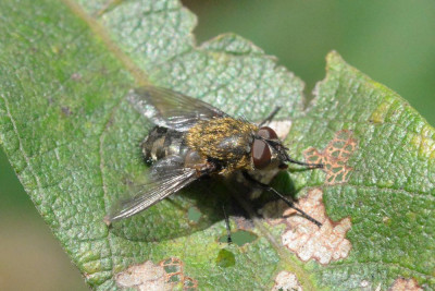 Pollenia spec.