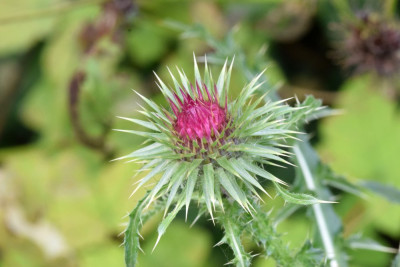 Knikkende distel
