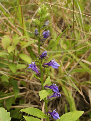 VirginischeLobelia-007443.JPG