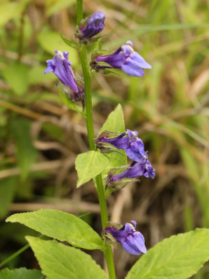 VirginischeLobelia-007448.JPG