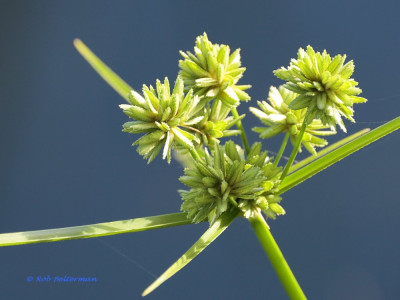BleekCypergras-013163.JPG