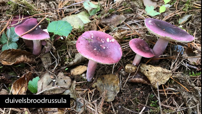 duivelsbroodrussula.jpg
