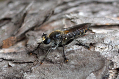 Gouden dennenstamjager ♂