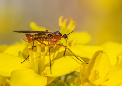 20160504_137a  Diptera.jpg