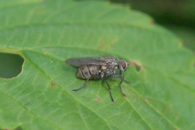 Coenosia tigrina