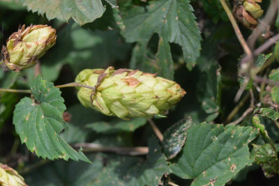 Hop