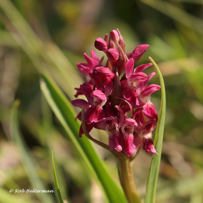 SteenrodeOrchis-026741.JPG