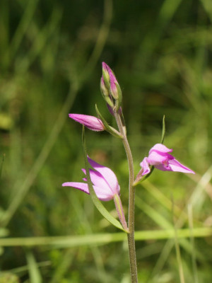 Bosvogel-011650.JPG