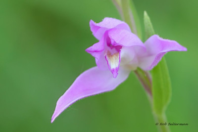 Bosvogel-011701.JPG