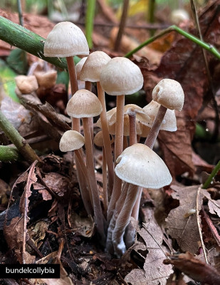 bundelcollybia.jpg