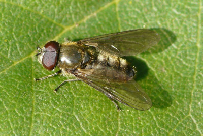 Vetplantgitje