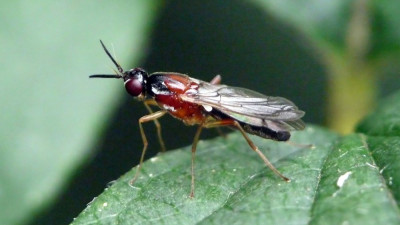 Ruswortelvlieg